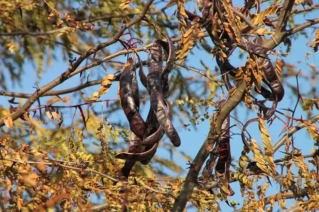 carob-tree image