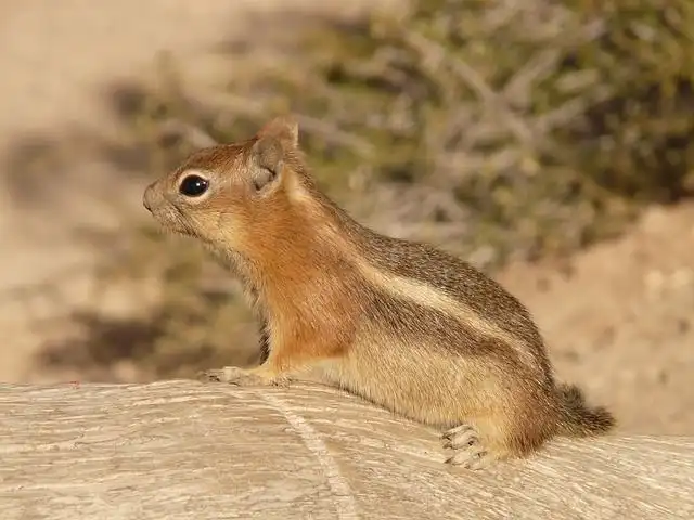 chipmunk image