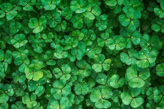 clover image