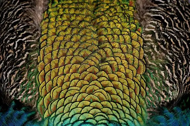 feather image