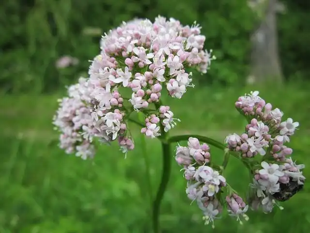 garden-heliotrope image