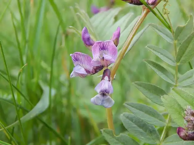 grass-pea image