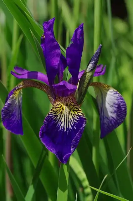 iris image