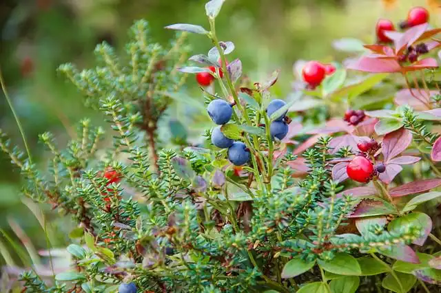 juniper image