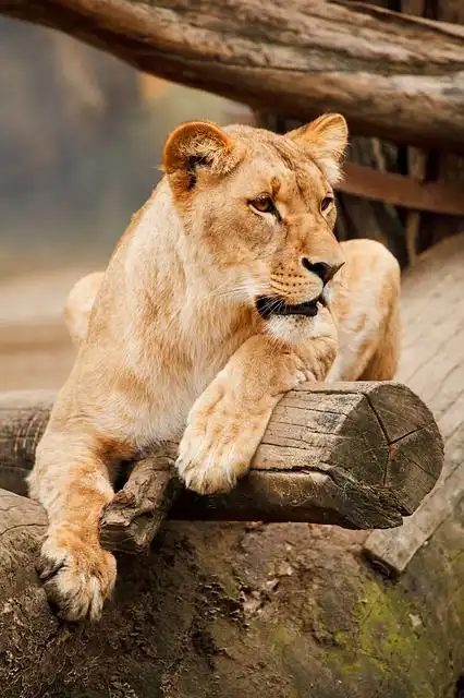 lioness image