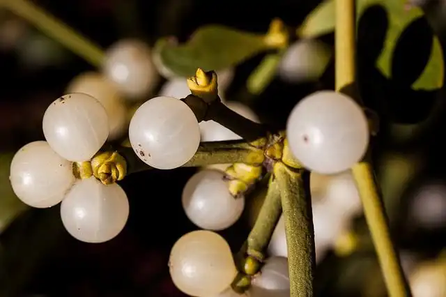 mistletoe image