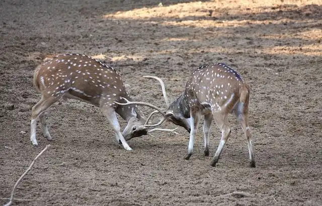 scuffle image