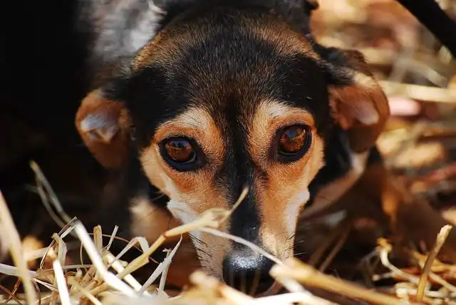 shelter image