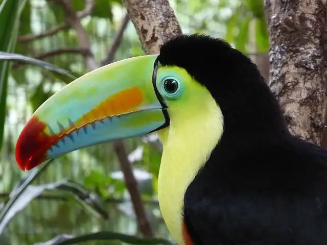 toucan image