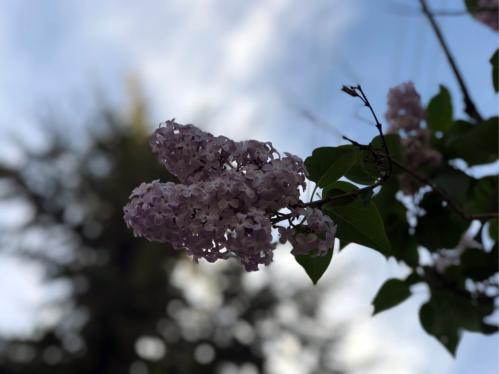 lilac image